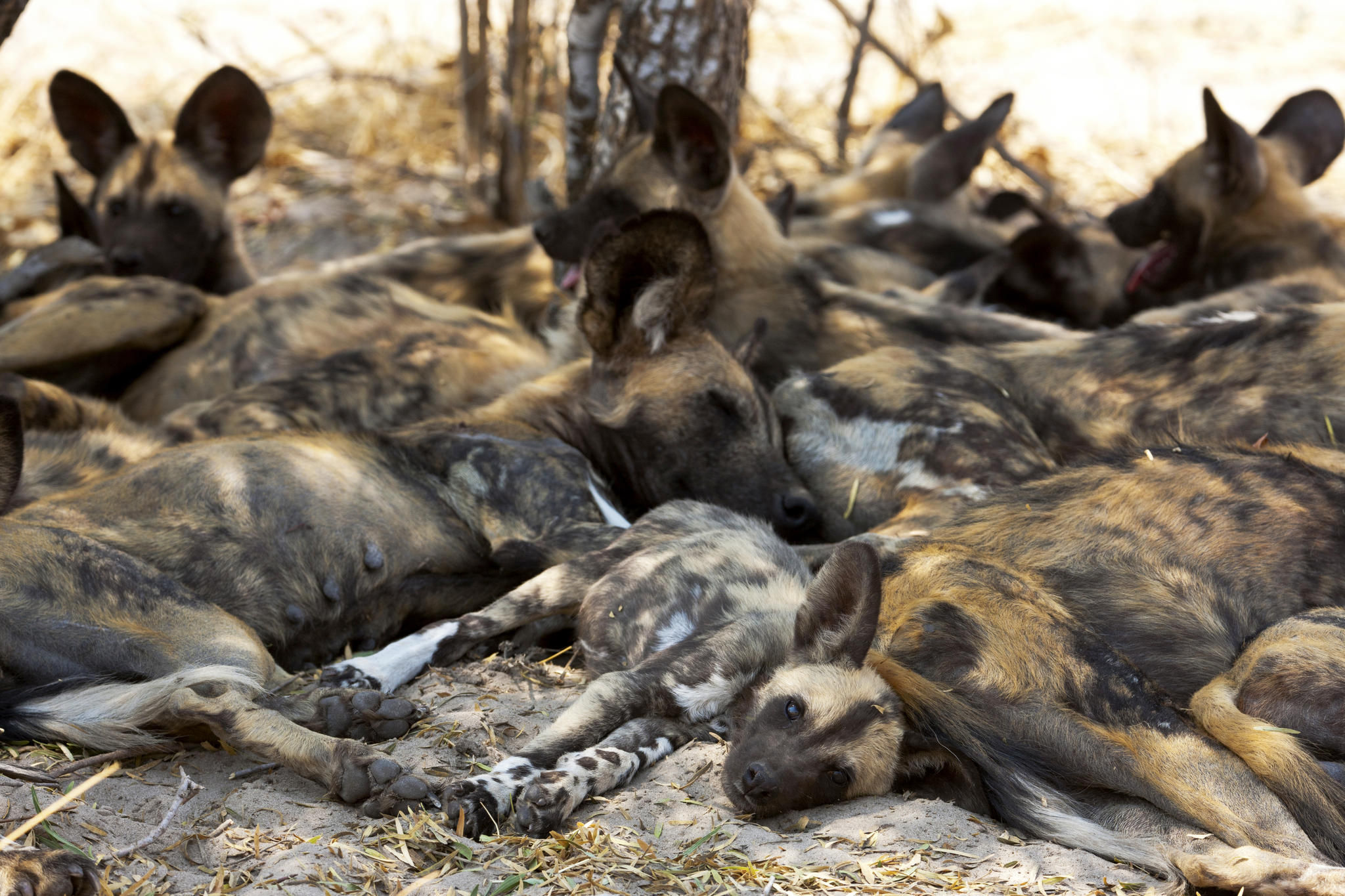 Wild Dog Near Zarafa
