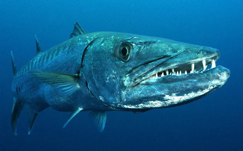 Ikan Barakuda