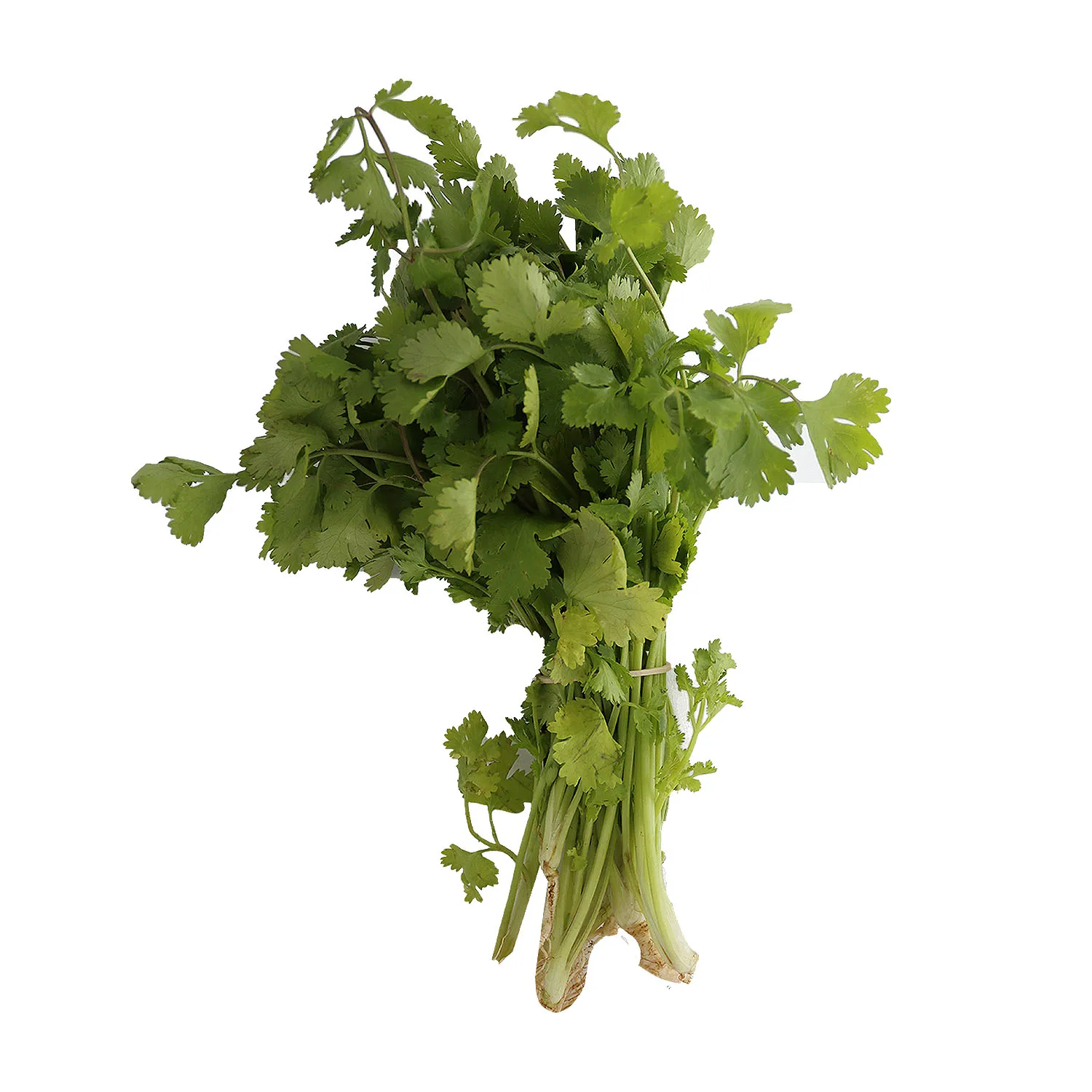 Culantro Organico Auto Mercado Rollo Unid