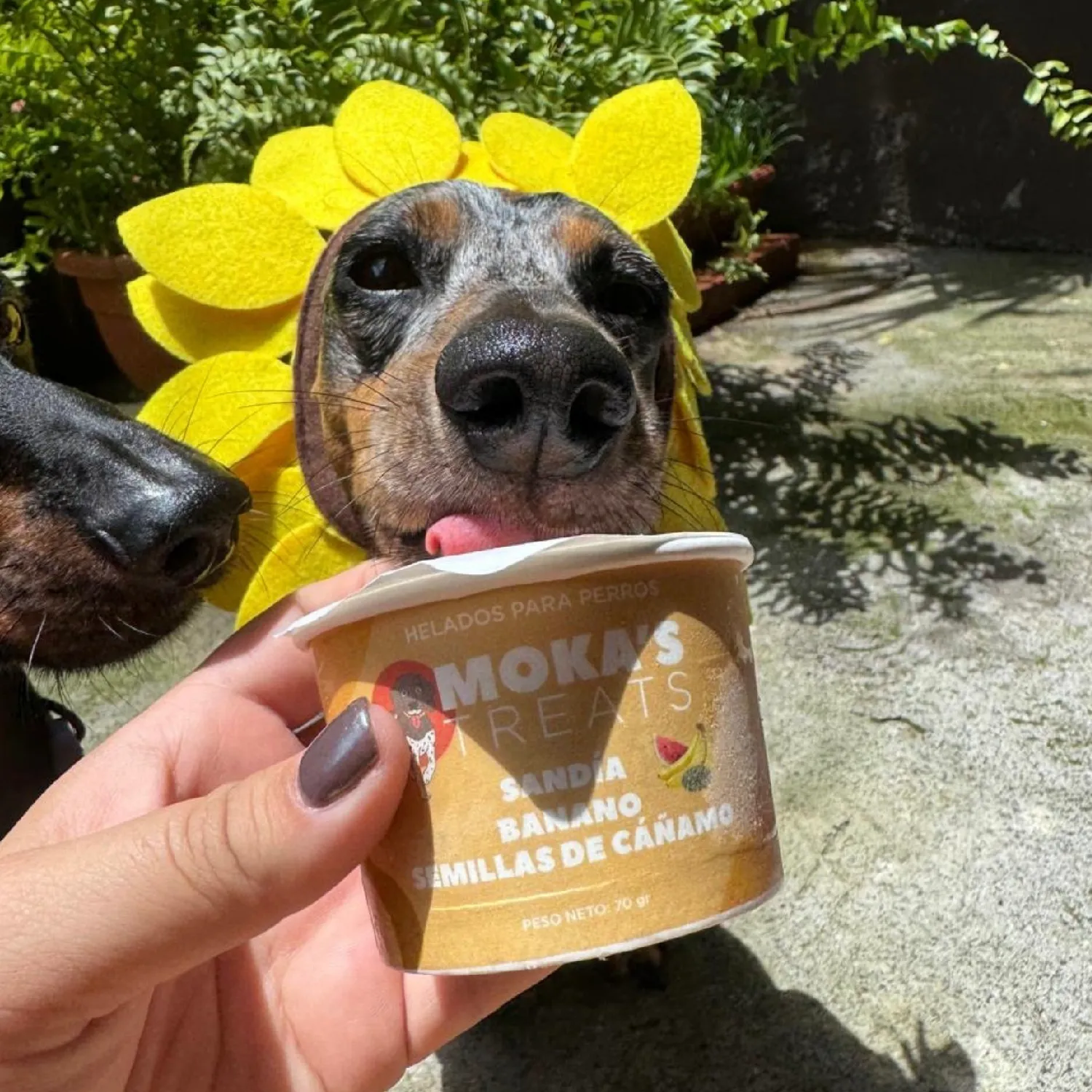 Helado Sandia Banano Perro Mokas Treats