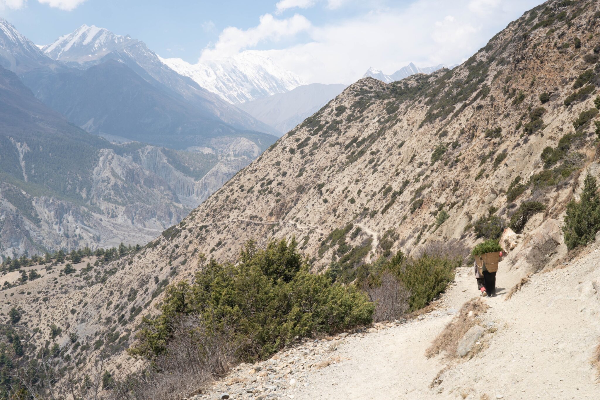 In Nepal, centuries-old Buddhist incense tradition faces overharvesting, climate threats