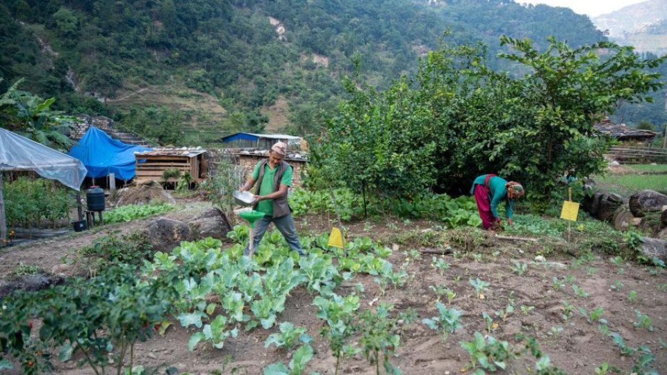 Farmers in Nepal’s Rukum West suffer as climate change bites