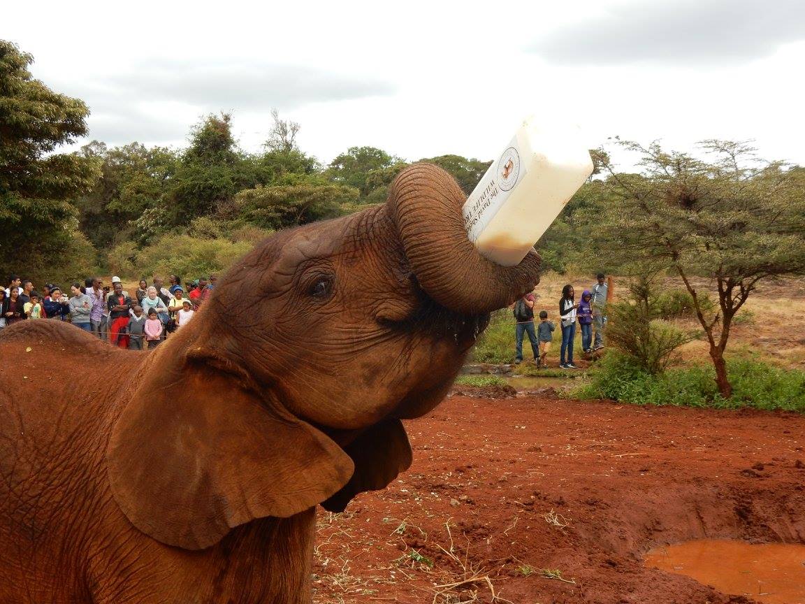 See stunning wildlife on your Gap Year to Kenya