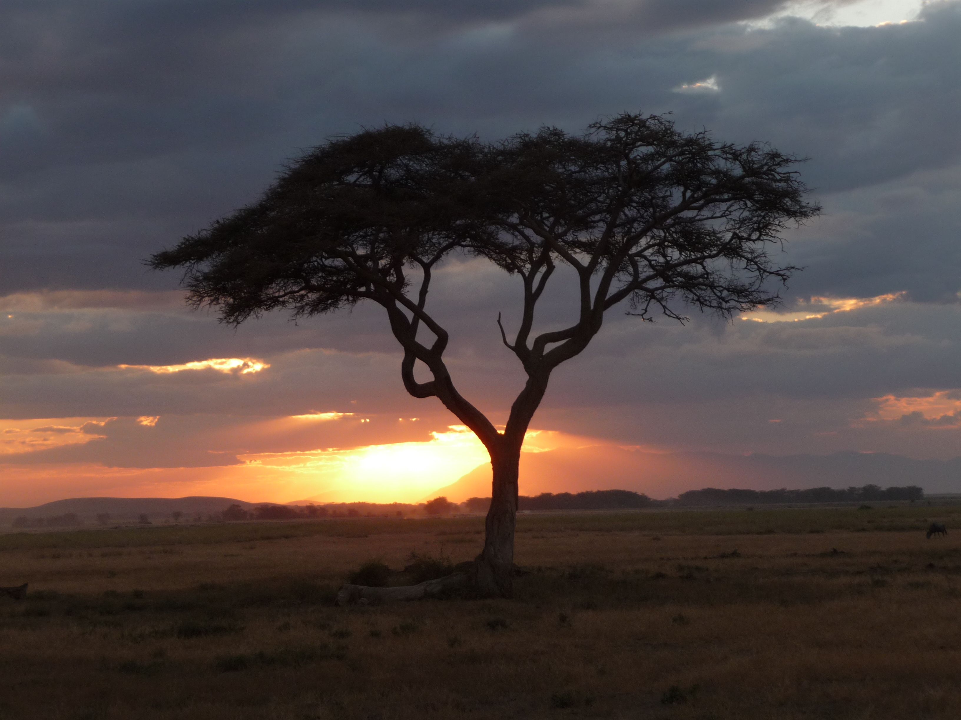 Kenya is beautiful and you can see Kenya's big five, whats not to love.