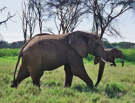 See Elephants on your Free Safari Gap Year Experience