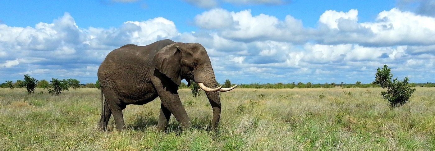 The worlds largest mammal hence why its one of Kenya's big five!