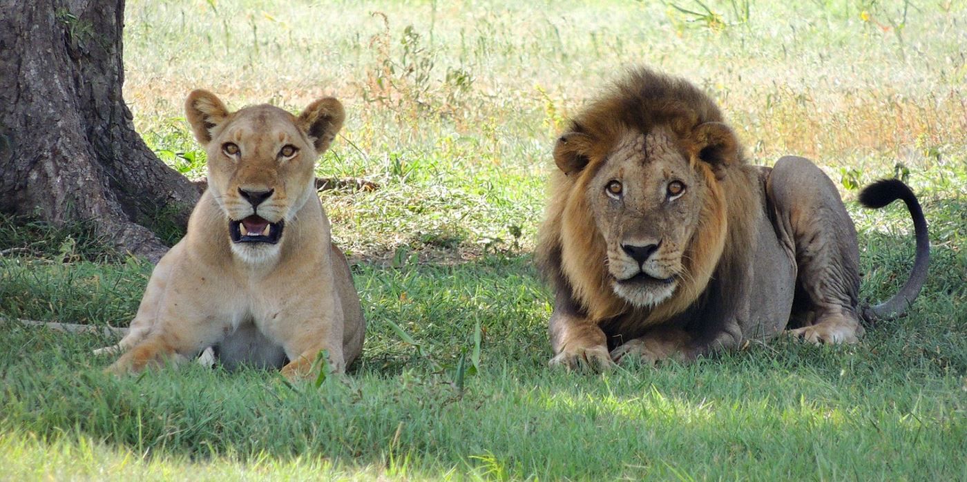 Go and see some Lion's one of Kenya's big five on your gap year