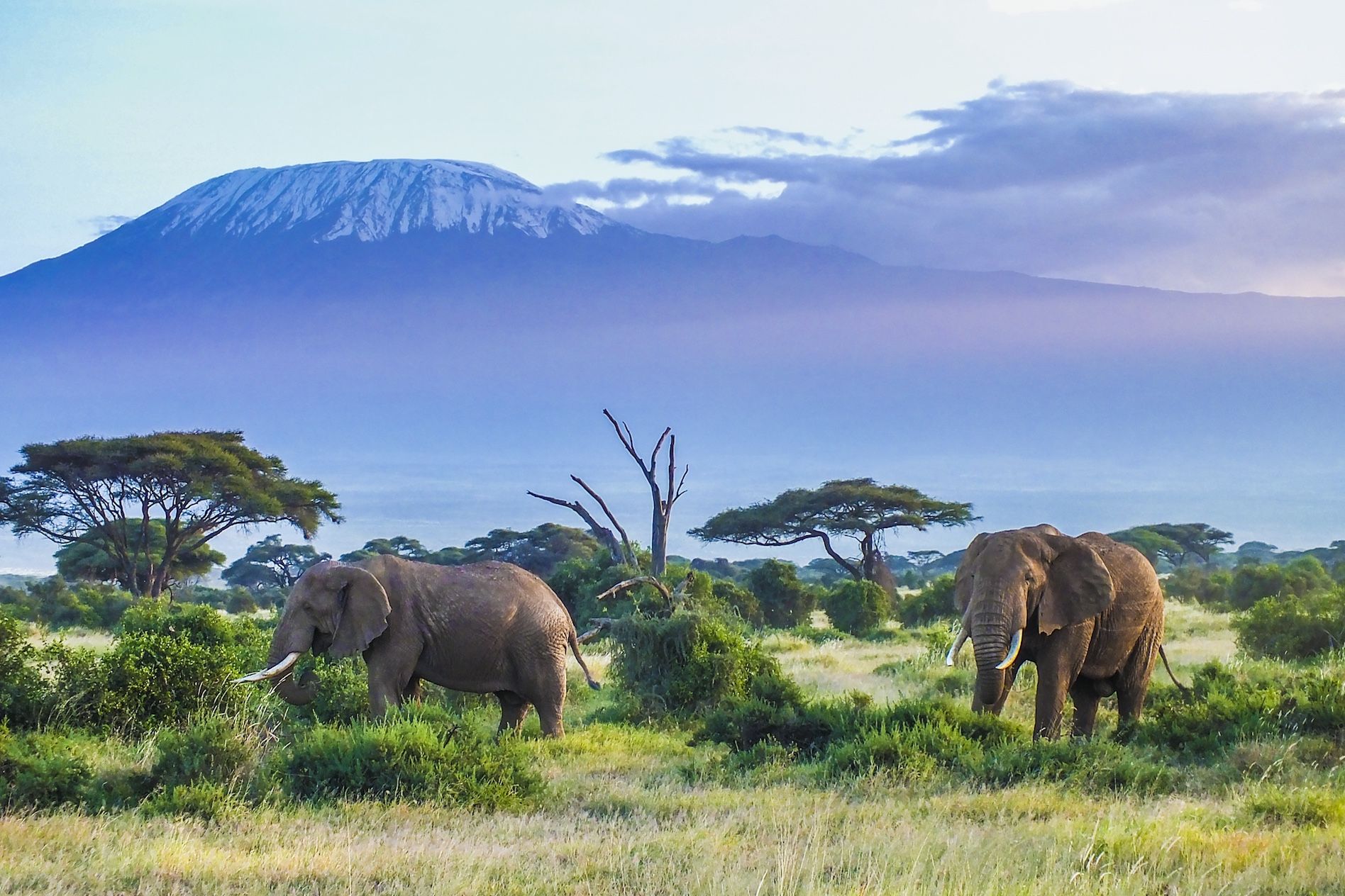 Big Male Elephant in African Landscape Stock Image - Image of