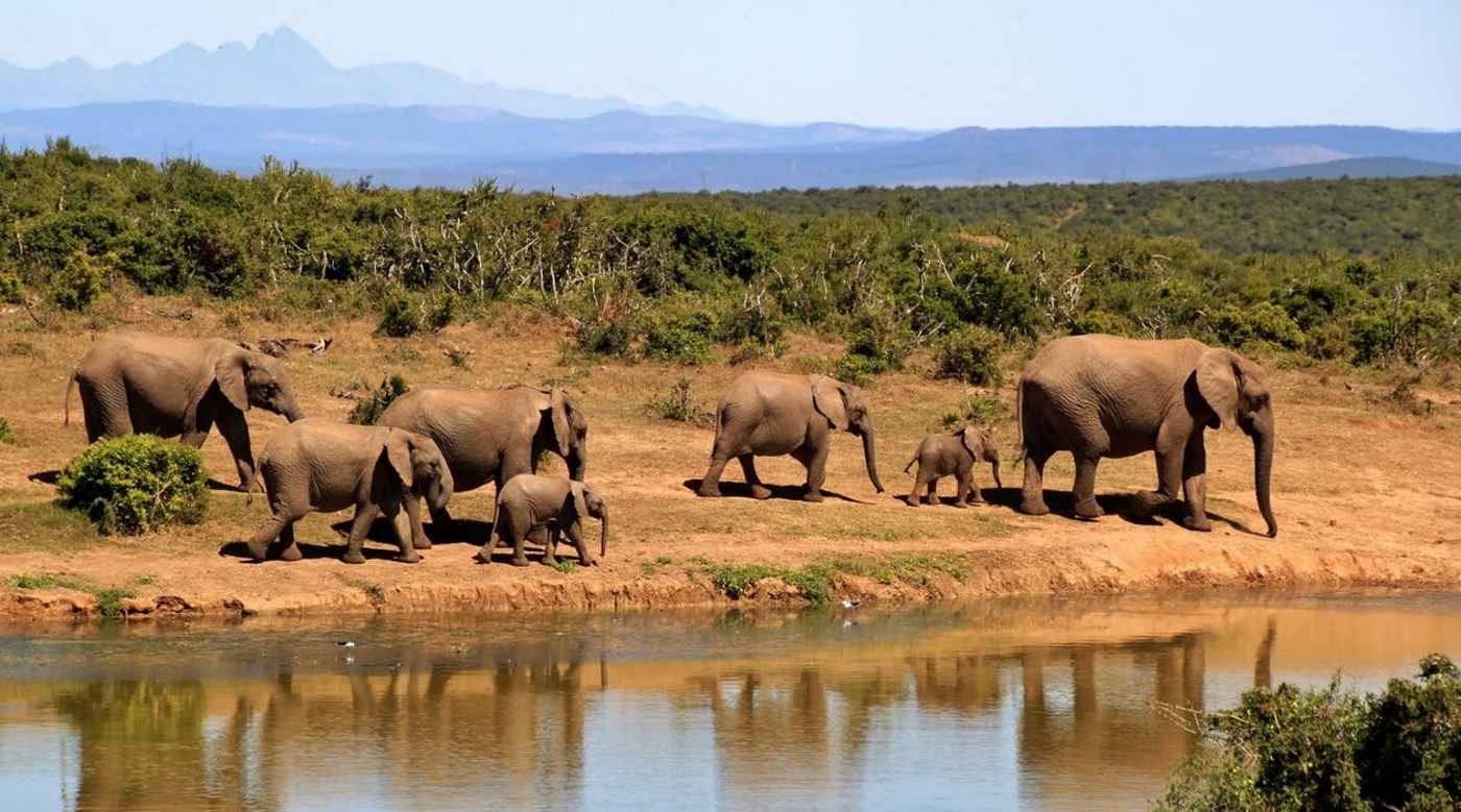 See wildlife on your Gap Year to learn languages in Kenya