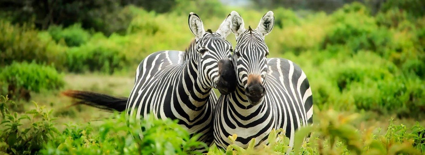 See wildlife on your Internship in Kenya