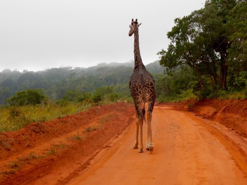 You might share the roads with wildlife when you travel in Africa