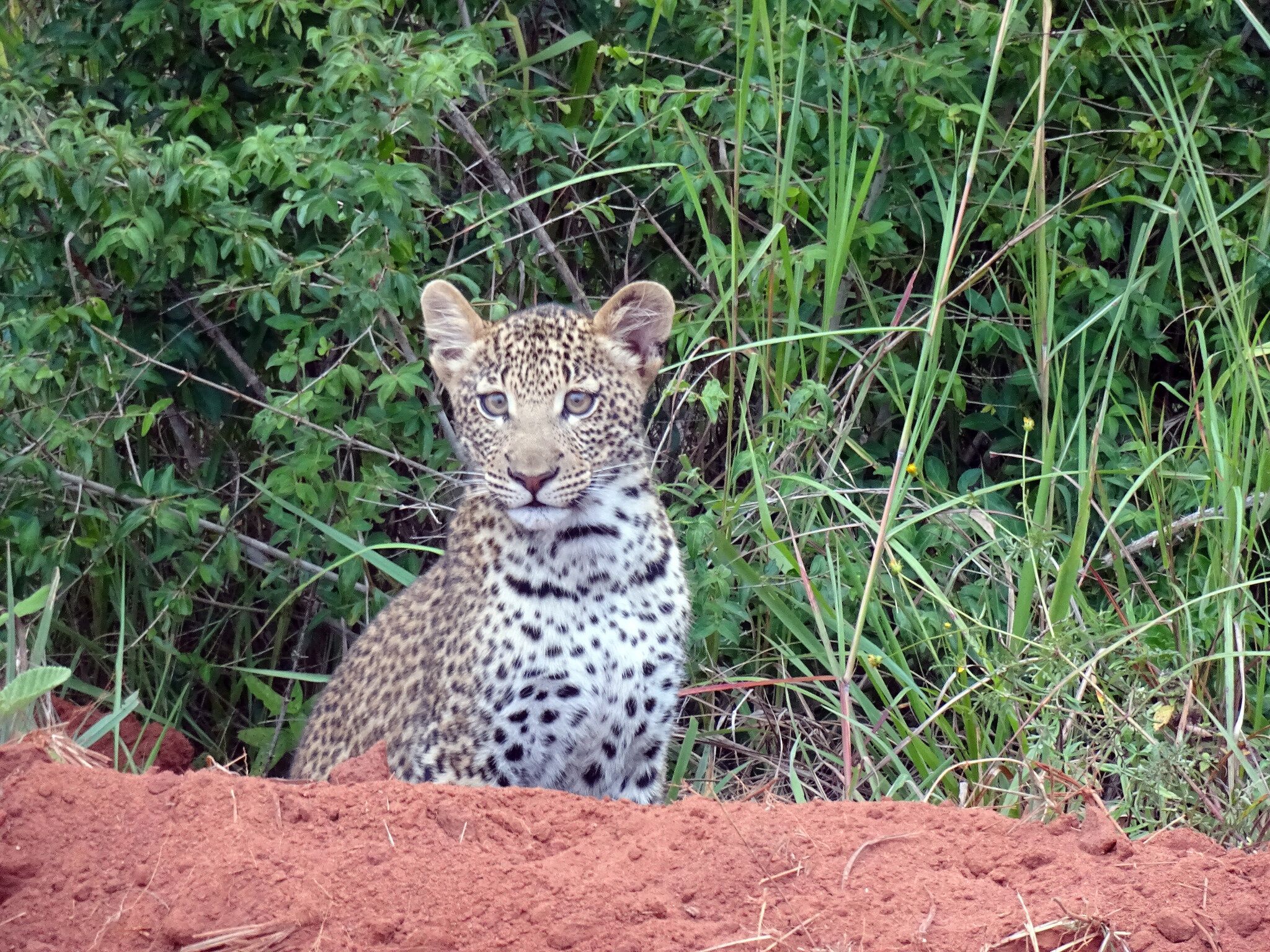 Go and see a Leopard on your Gap Year, one of Kenya's big five