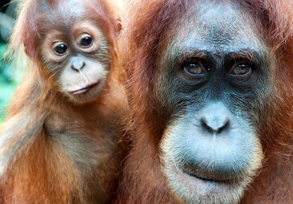 Adventure with Orangutans