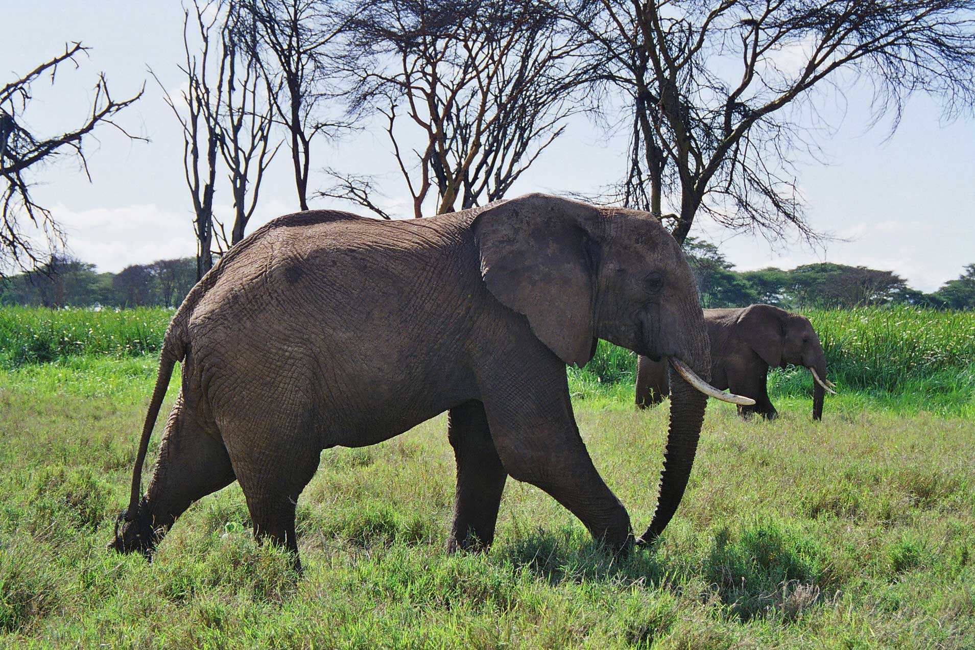 Elephant South Africa