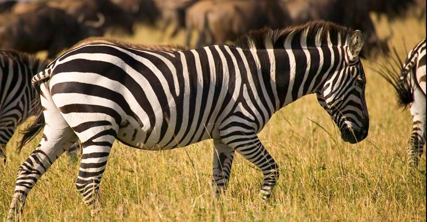 See zebra on your Free Safari Gap Year Experience