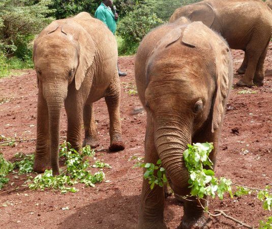 Volunteer this summer with elephants