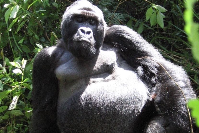 Gorilla trekking in Uganda