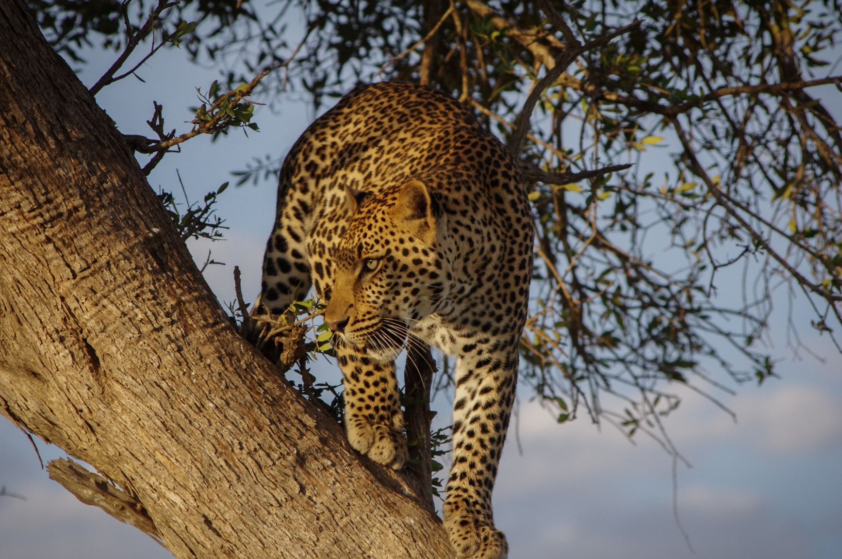 Travelling to Kenya, the wildlife is something else.