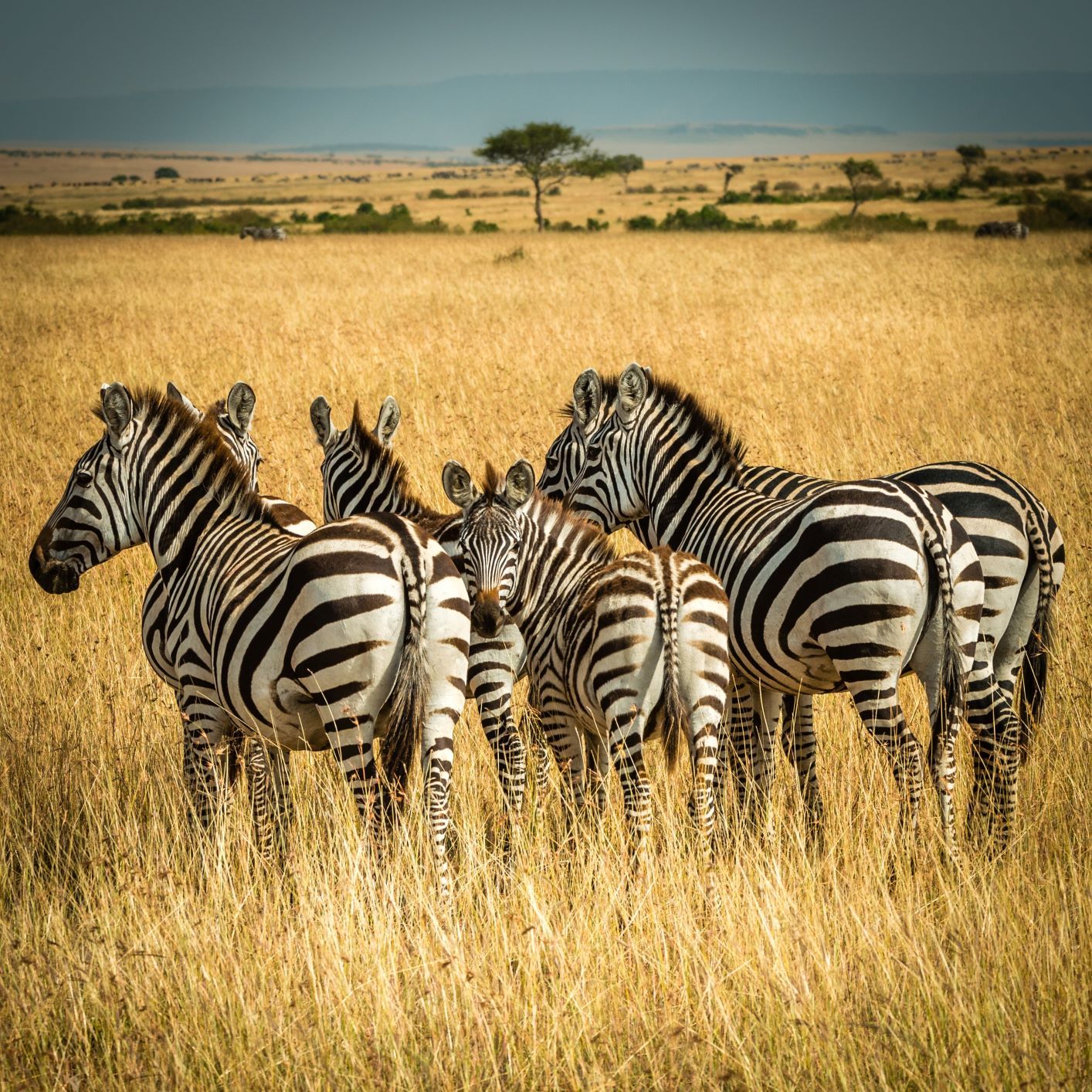 Don't forget to do a safari when travelling to Kenya