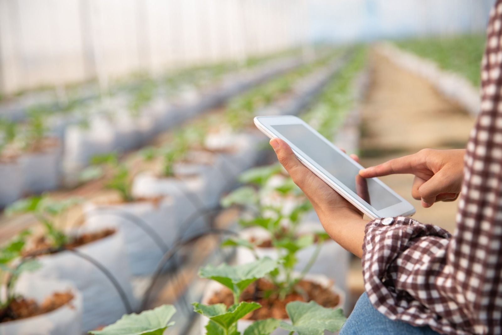 Livestock Management Software Development