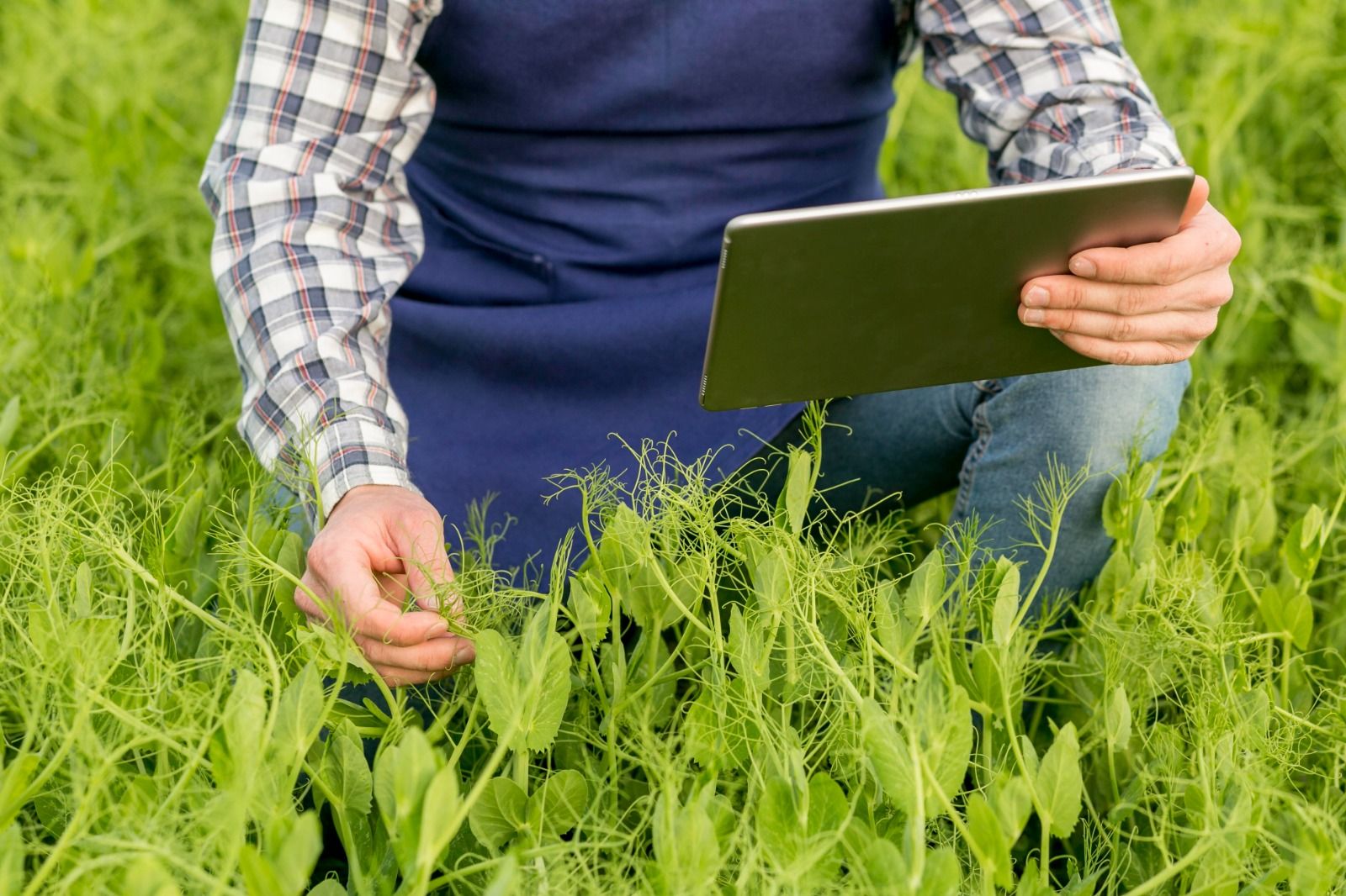 Food Safety and Compliance Software Development