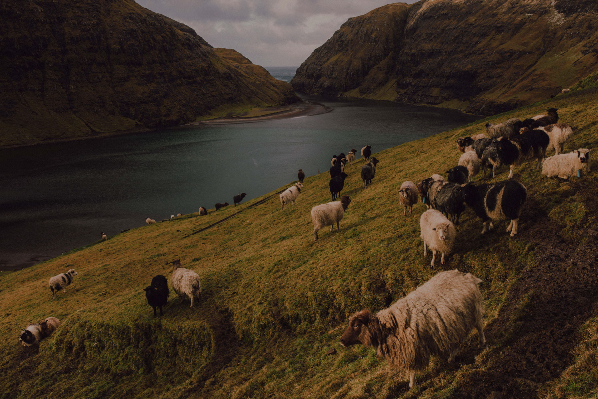 Image name /pedro-luz-e-lobos/blog/faroe-islands/f7.jpg