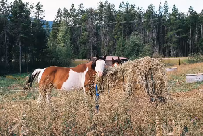Montana