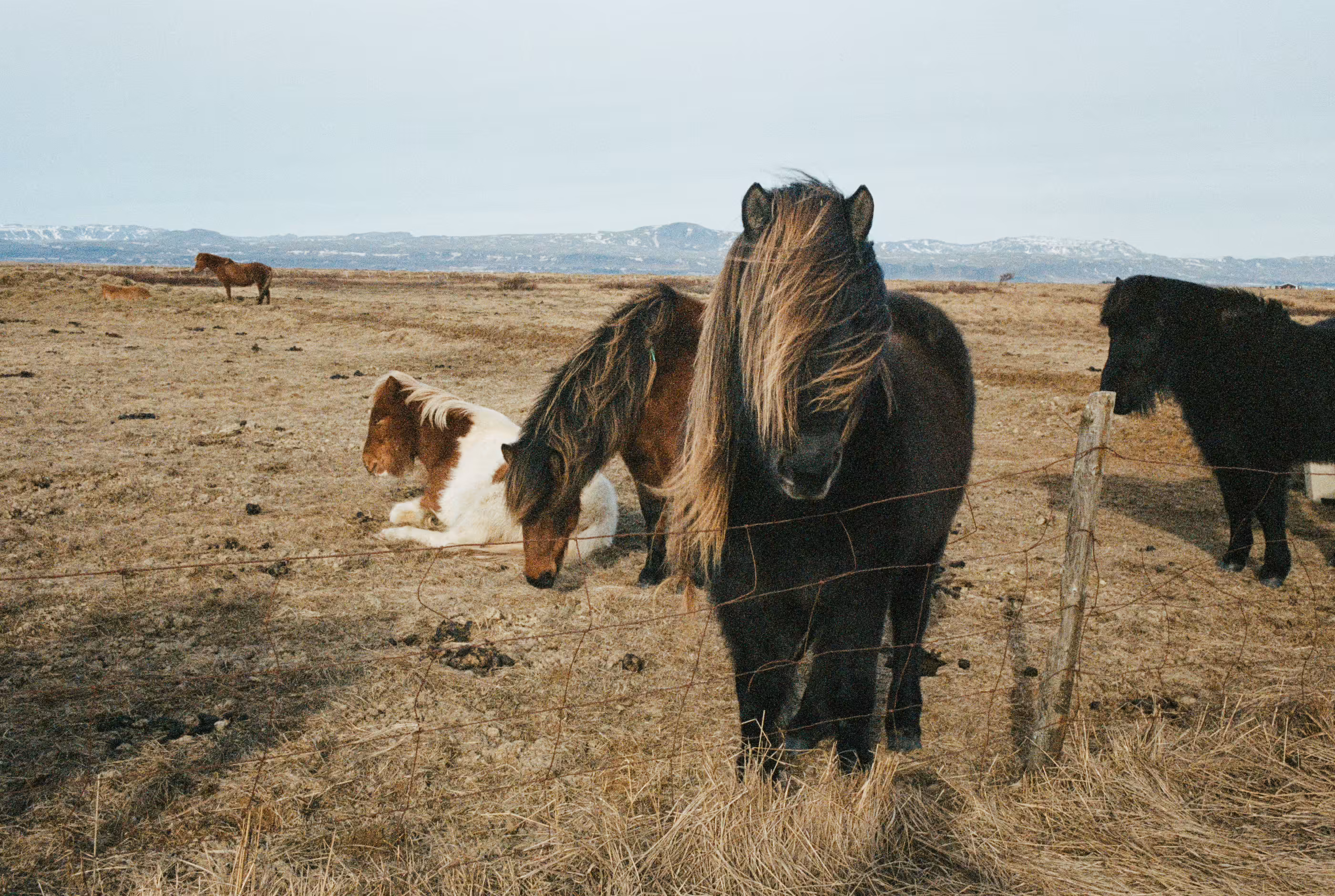 Iceland