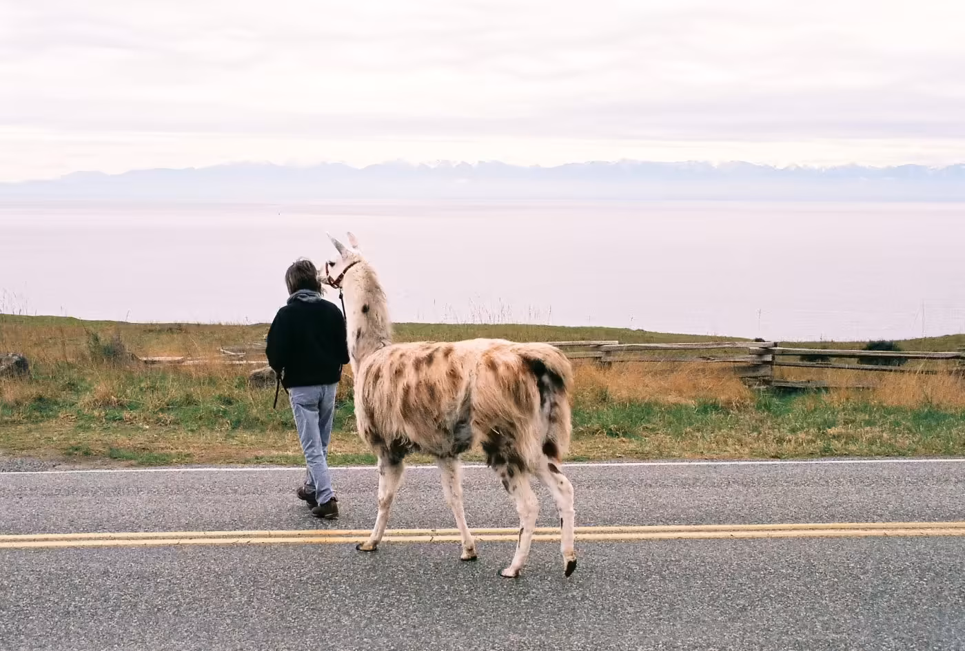 walking-lama-1400x945.avif