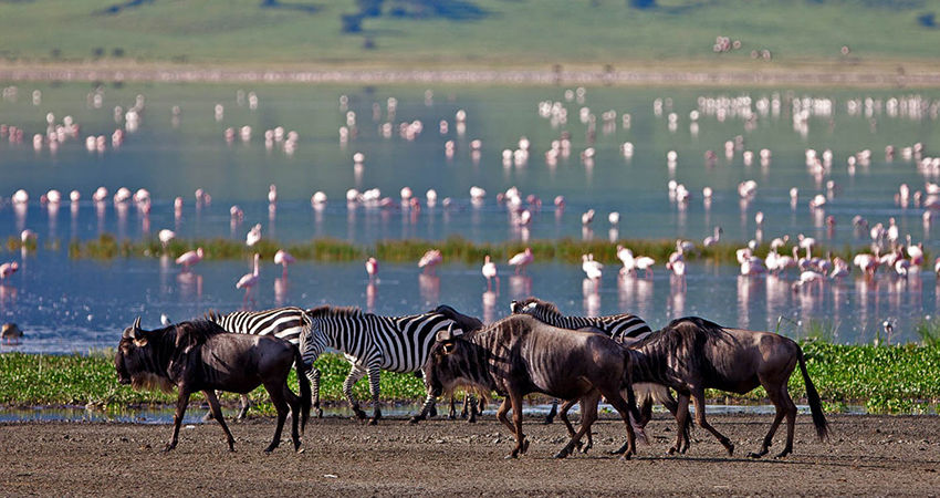 Fly to Lake Nakuru - Kenya Safari Flights
