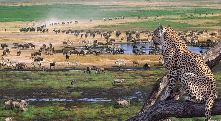 Fly to Serengeti - Tanzania Safari Flights