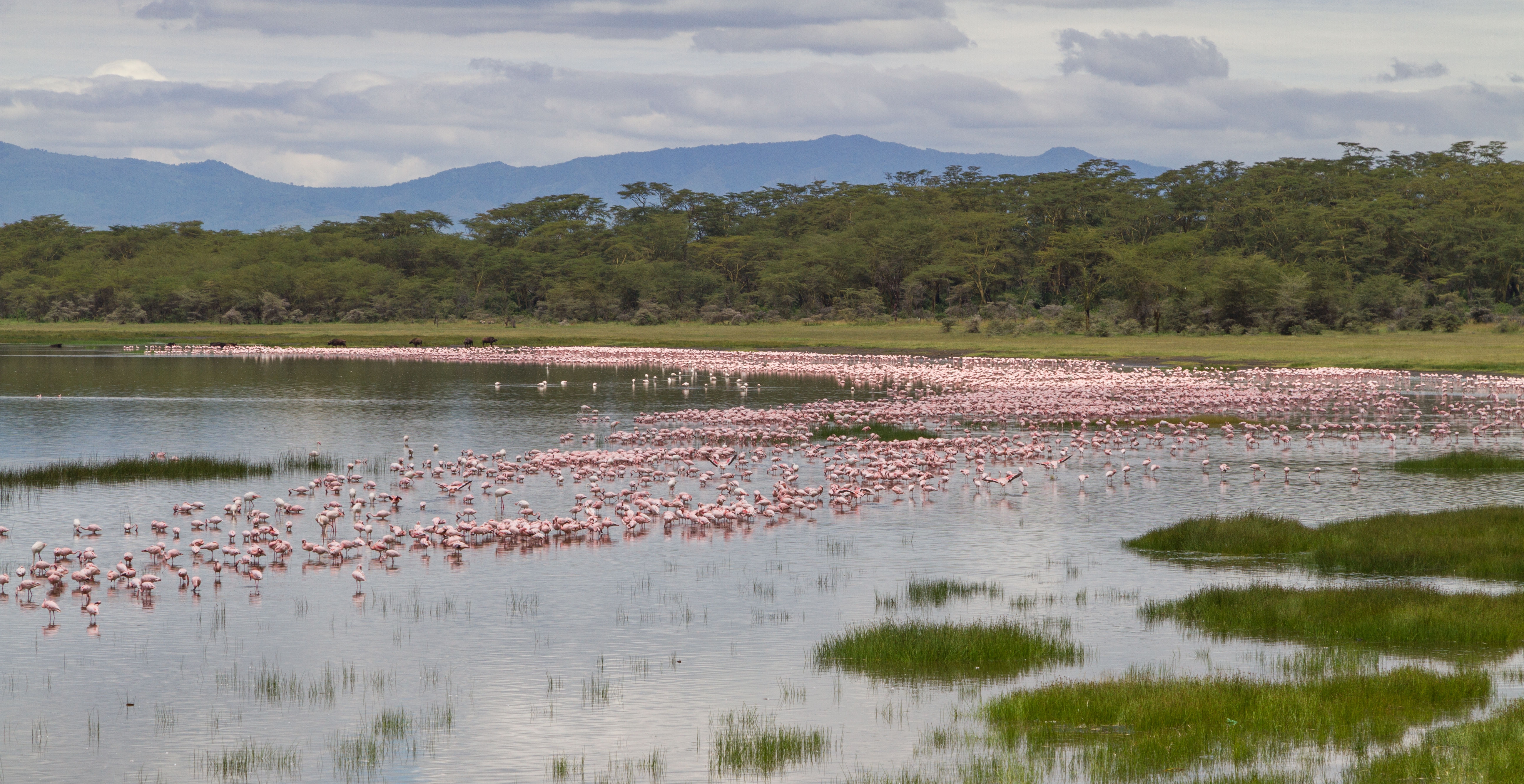 Flamingos lining the shores of Lake Nakuru National Park in Kenya's Great Rift Valley