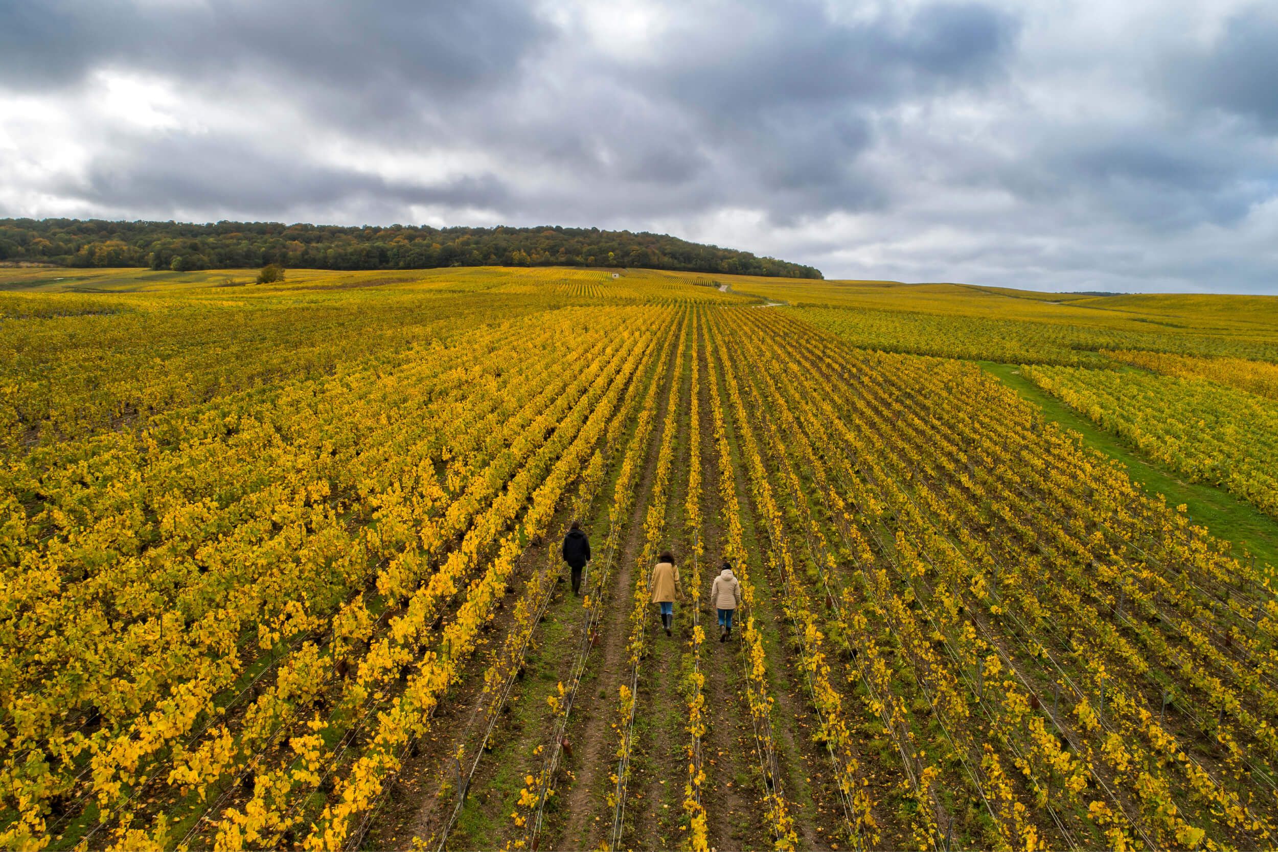 Lancement Atelier vignoble - Champagne Ayala
