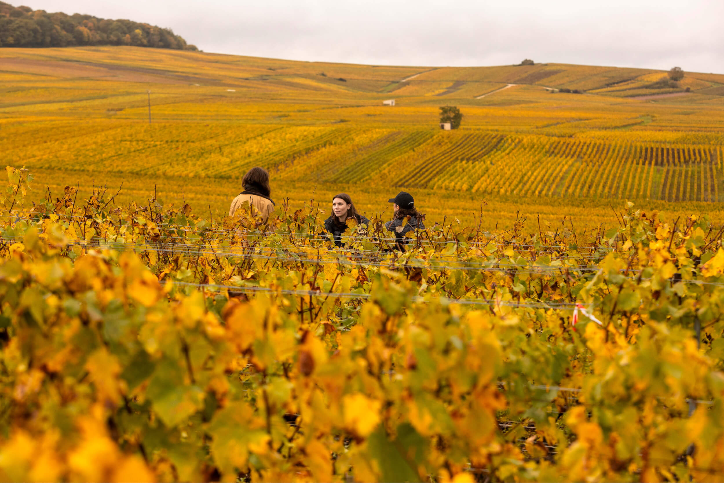 Lancement Atelier vignoble - Champagne Ayala