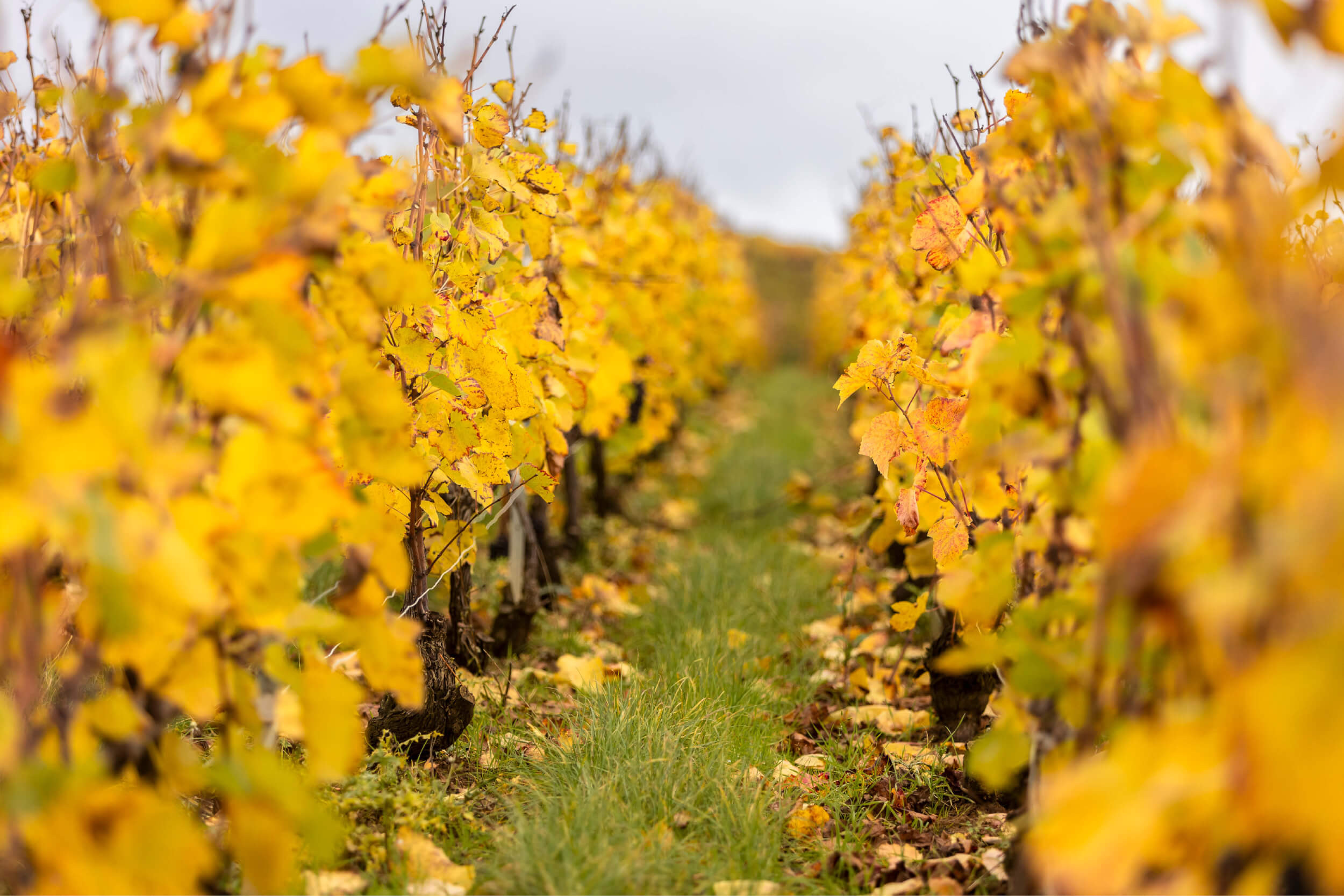 Lancement Atelier vignoble - Champagne Ayala