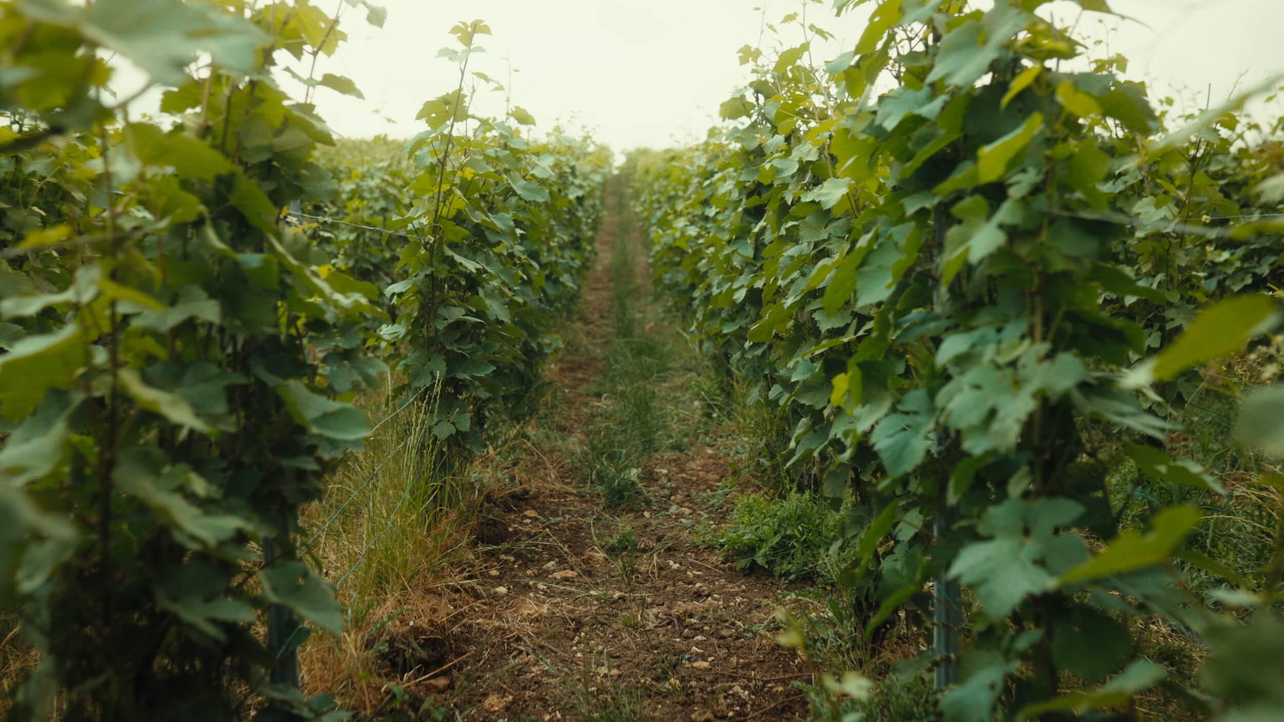 Lancement Atelier vignoble - Champagne Ayala