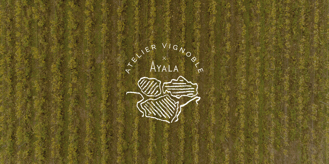 Lancement Atelier vignoble - Champagne Ayala