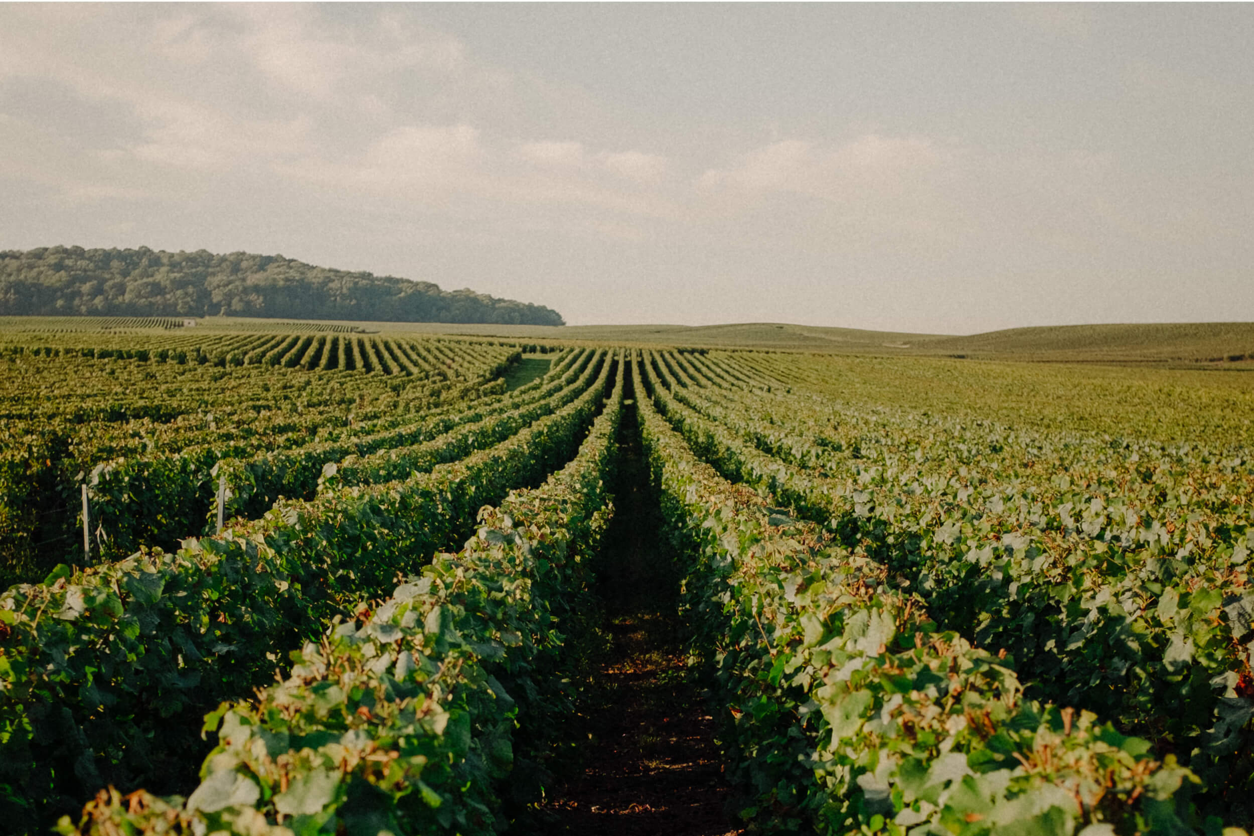 Carnet de vendange 2025 - Champagne Ayala