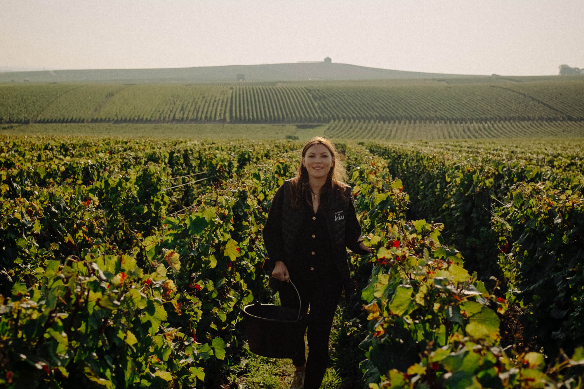 Harvest report 2025 - Champagne Ayala