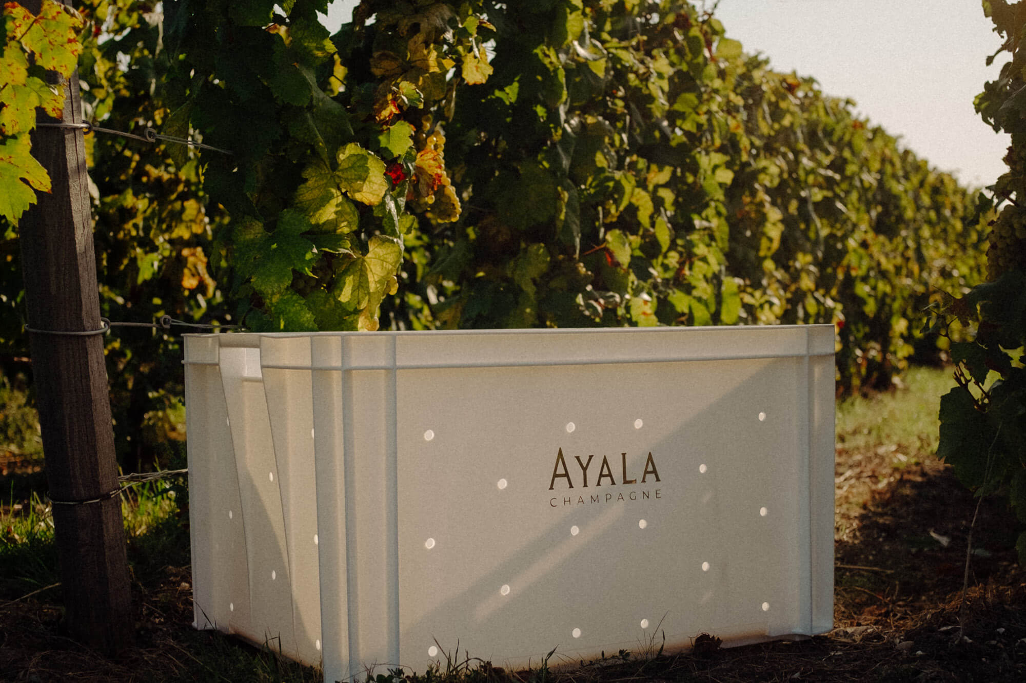 Harvest report 2025 - Champagne Ayala