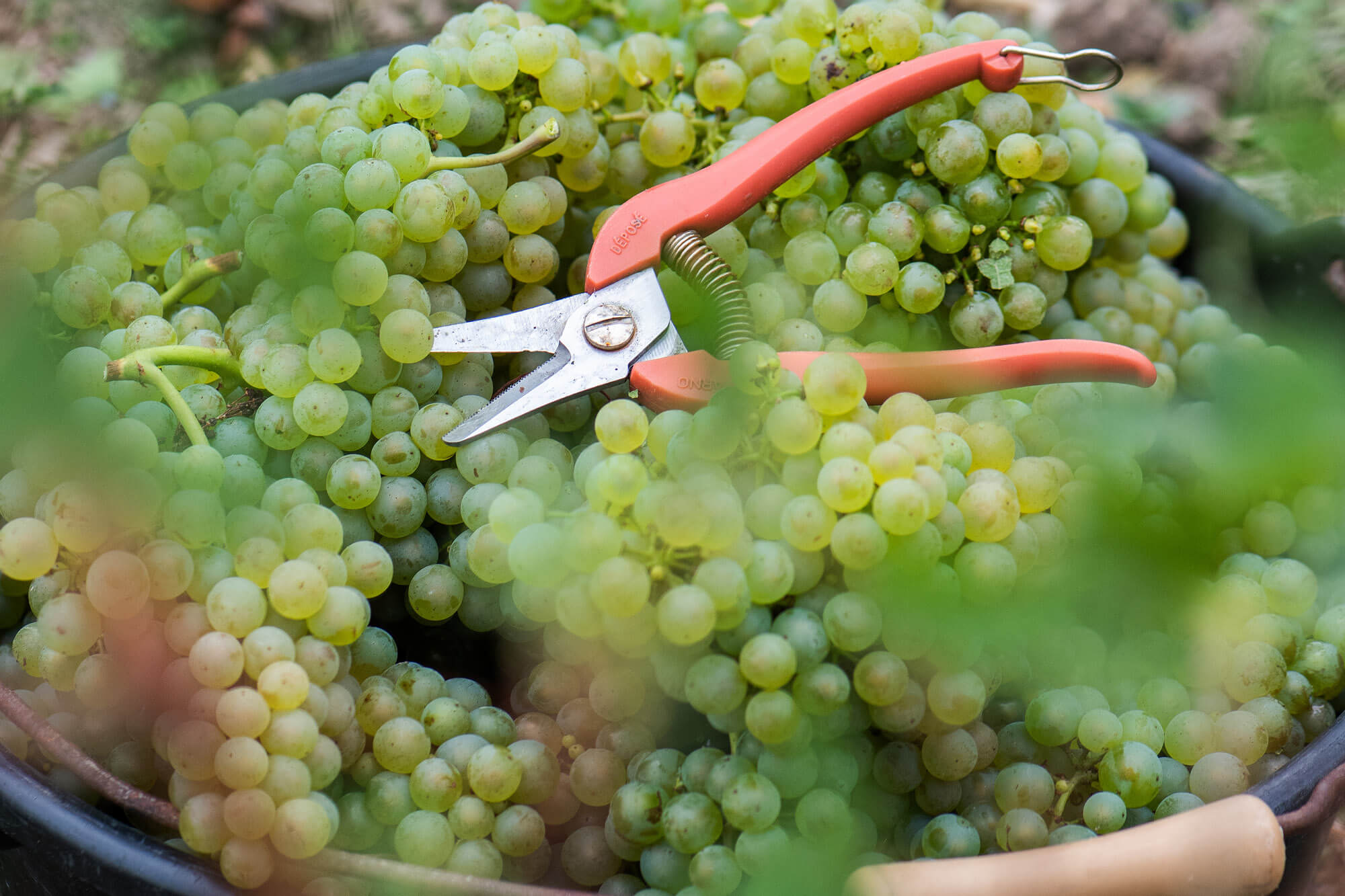 Harvest report 2025 - Champagne Ayala