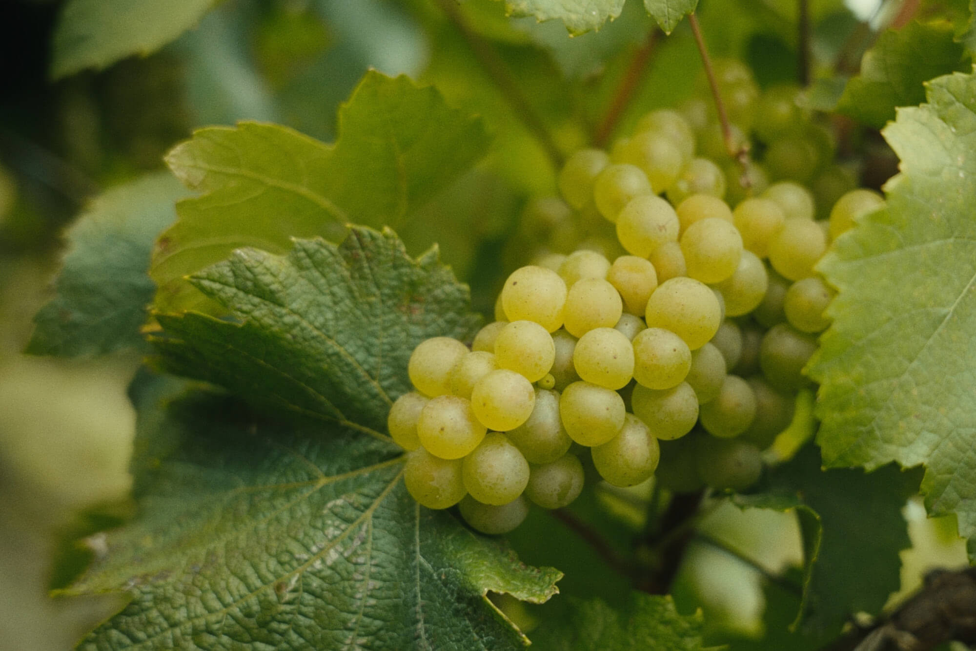 Harvest report 2025 - Champagne Ayala