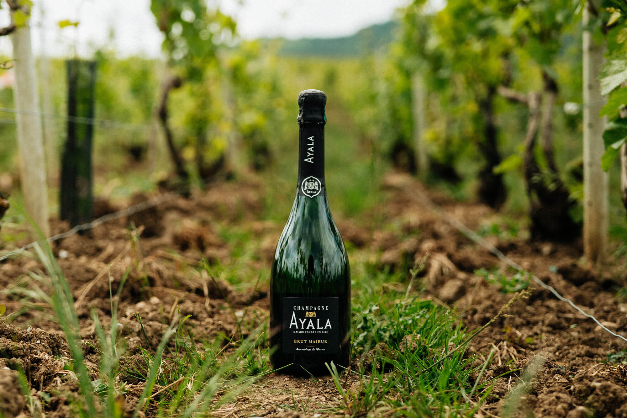 Harvest report 2025 - Champagne Ayala