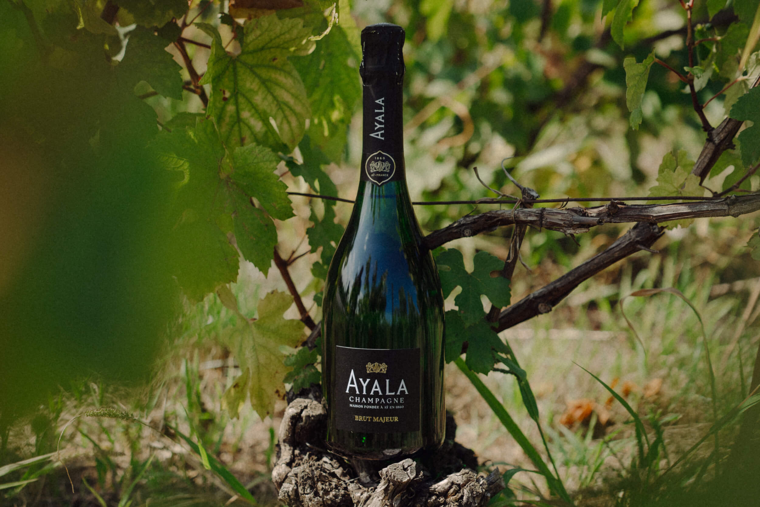 Quentin Gallopyn, Vicomté - Champagne Ayala