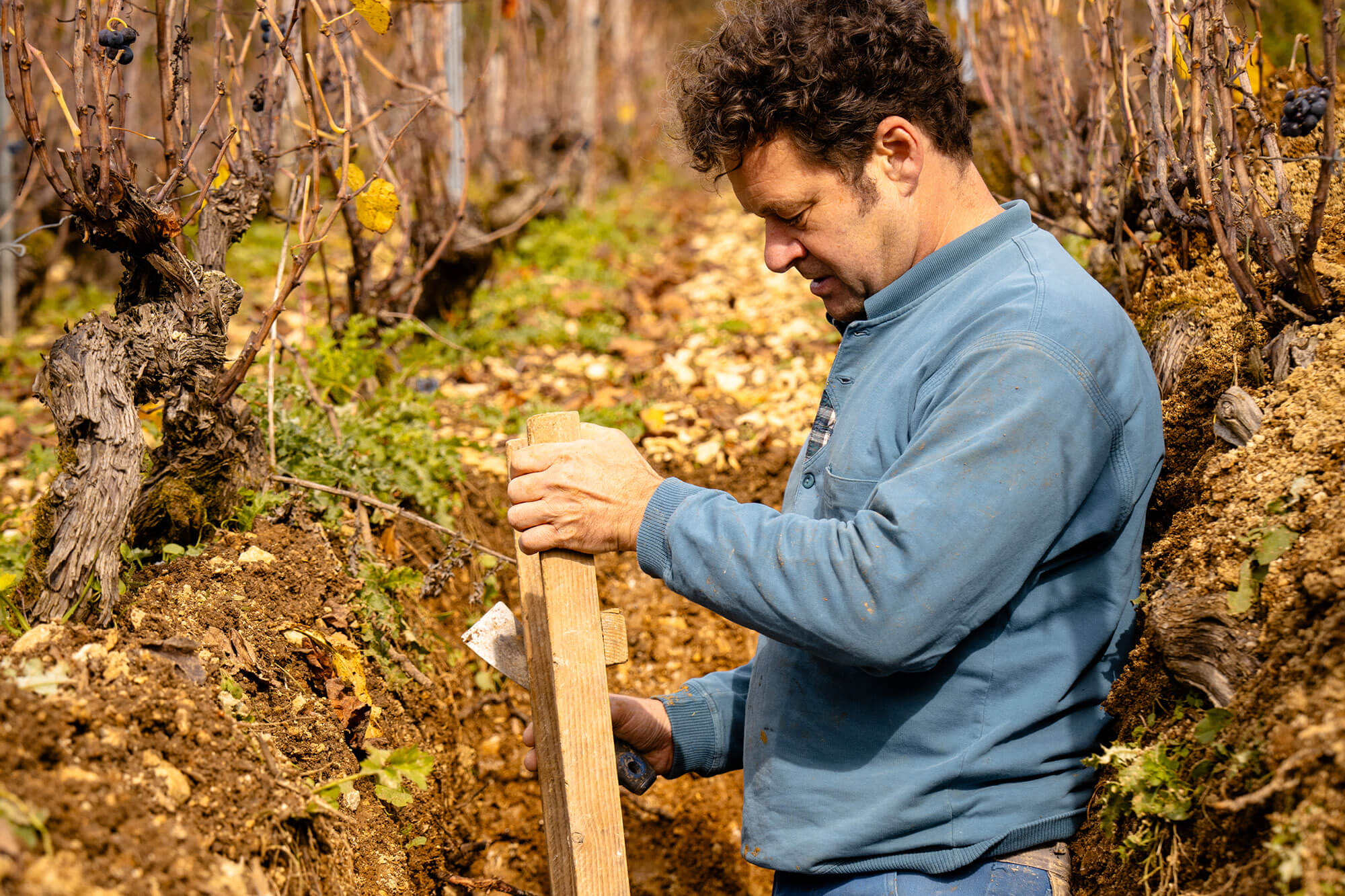 Atelier Vignoble, Comprendre le Terroir - Champagne Ayala
