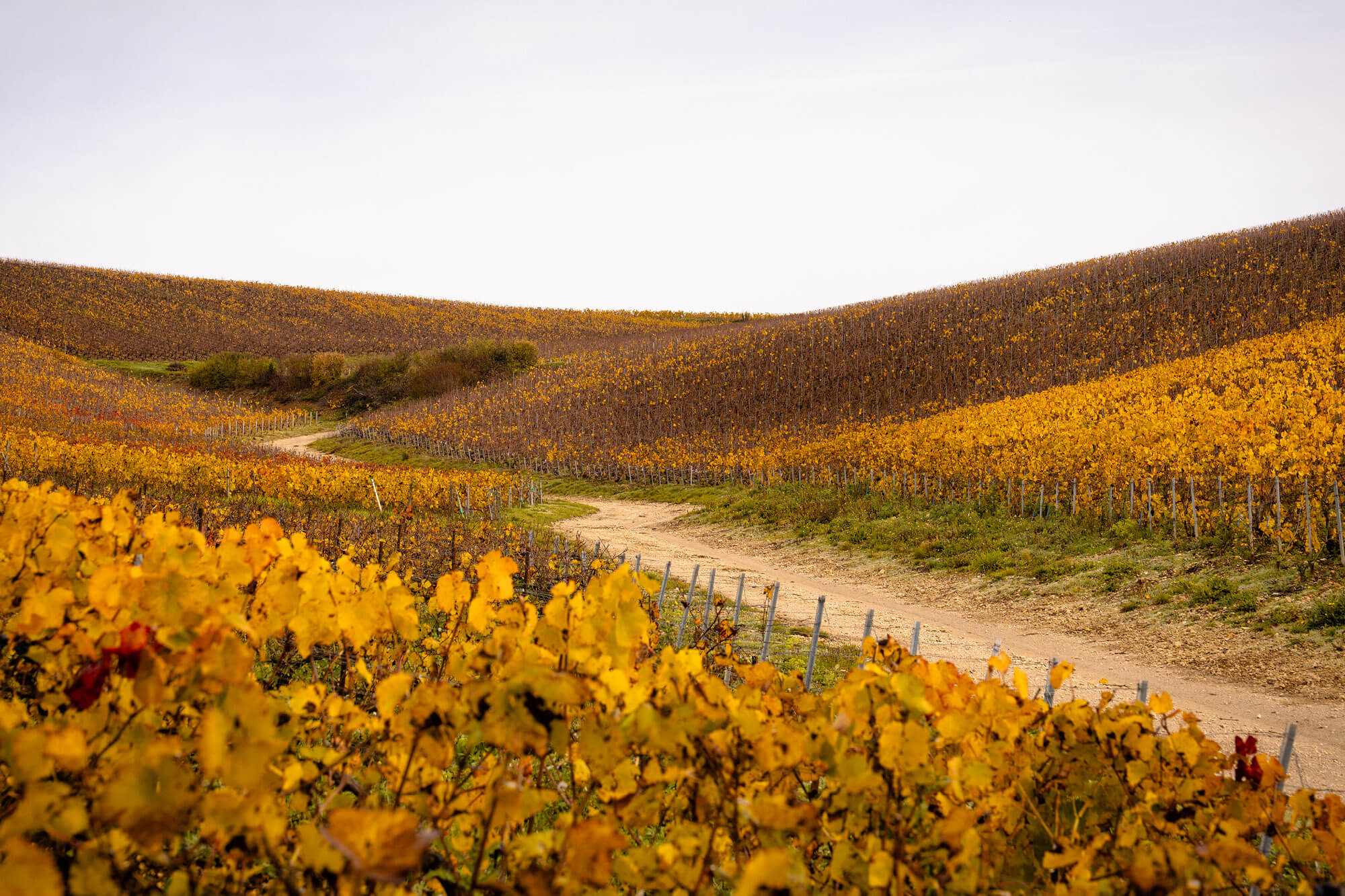 Atelier Vignoble, Comprendre le Terroir - Champagne Ayala