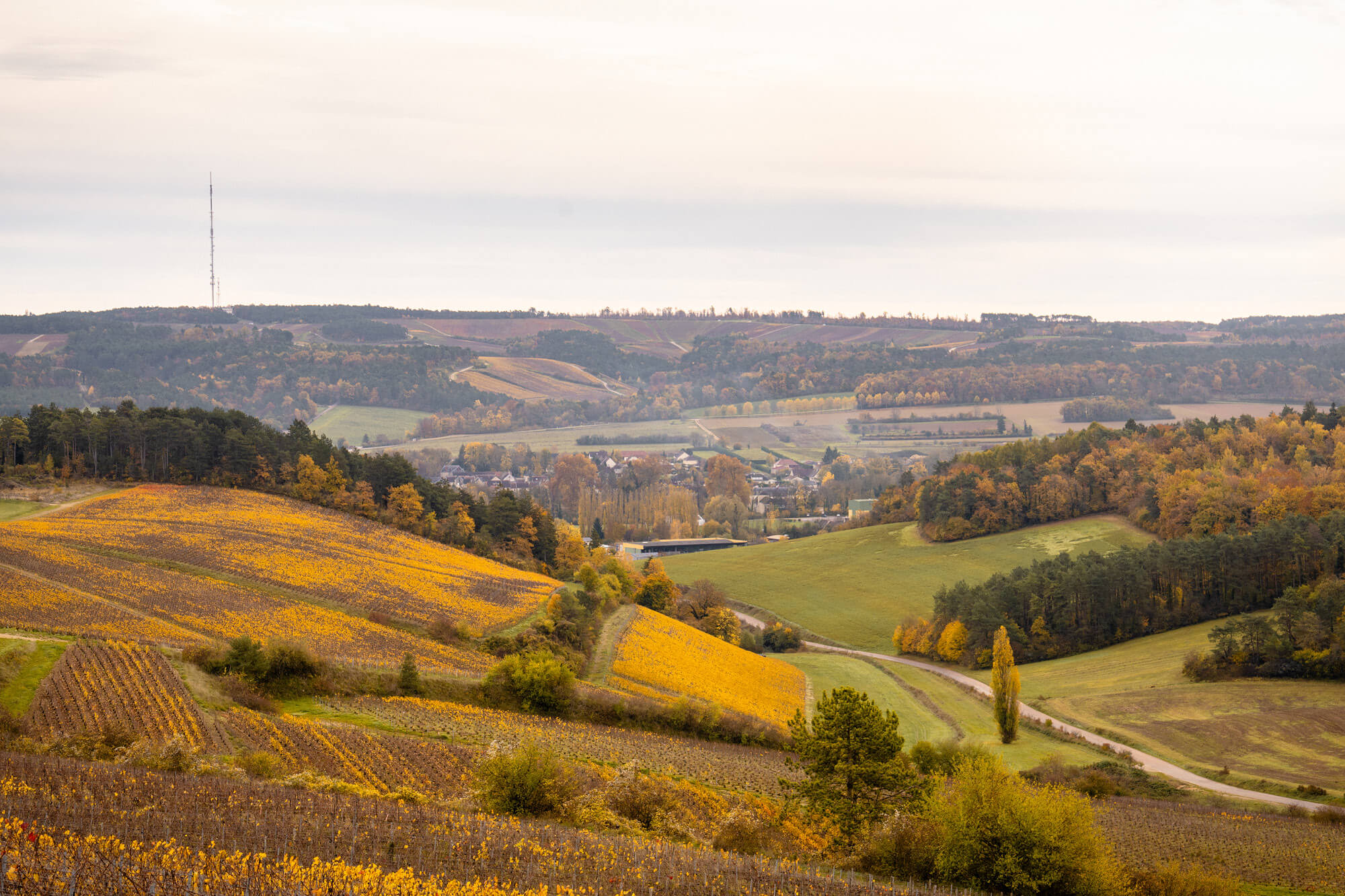 Atelier Vignoble, Comprendre le Terroir - Champagne Ayala