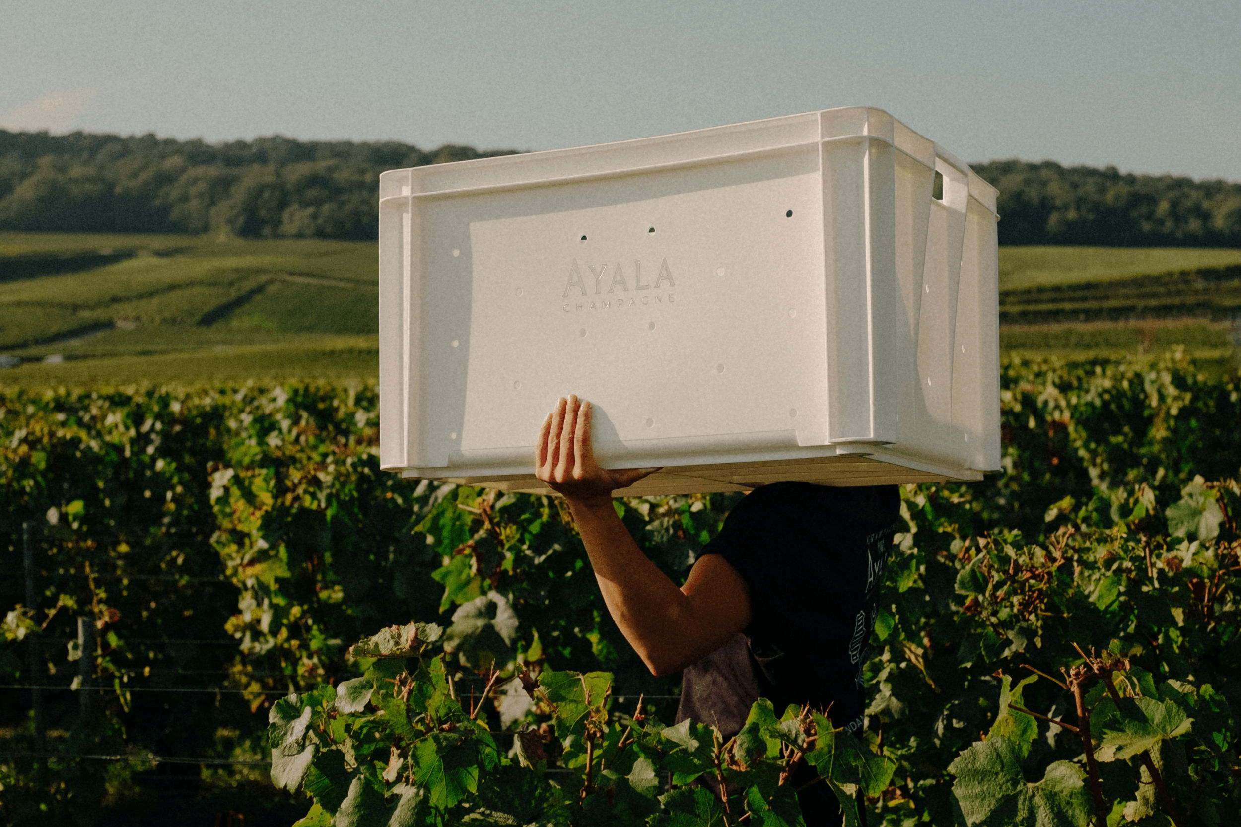 Carnet de vendange 2026 - Champagne Ayala