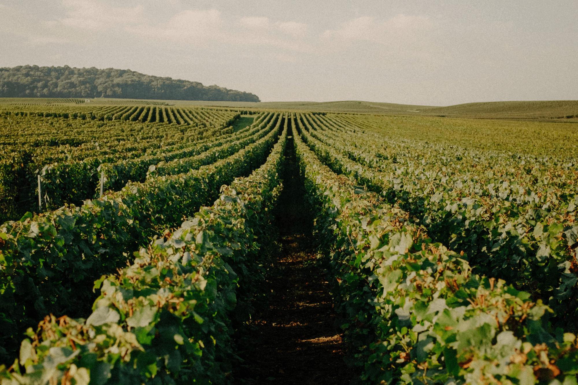 Carnet de vendange 2026 - Champagne Ayala