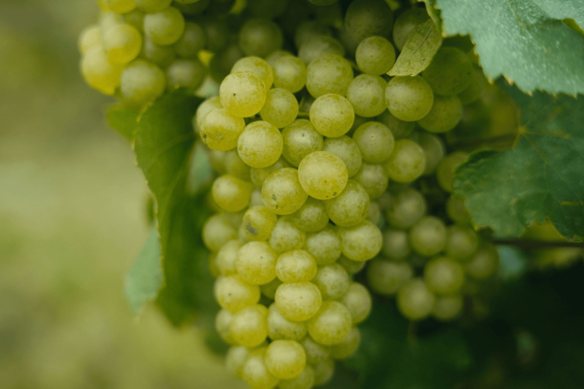 Carnet de vendange 2026 - Champagne Ayala